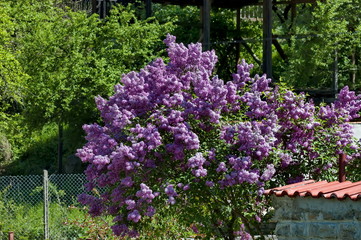 Fototapeta na wymiar Yard with blooming purple lilac against spring forest background, Teteven balkan, Bulgaria 