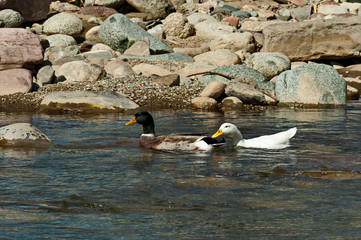 A group of male and female mallard ducks plunge in a love game in the springtime river Vit near the town Teteven, Bulgaria  