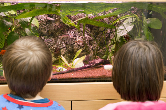 Kinder beobachten das aquarium 