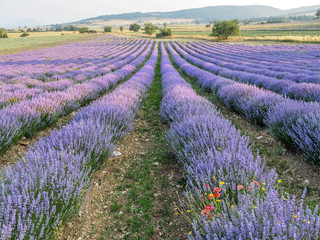 Fototapeta na wymiar Lavender growing in rows in fields of Provence France