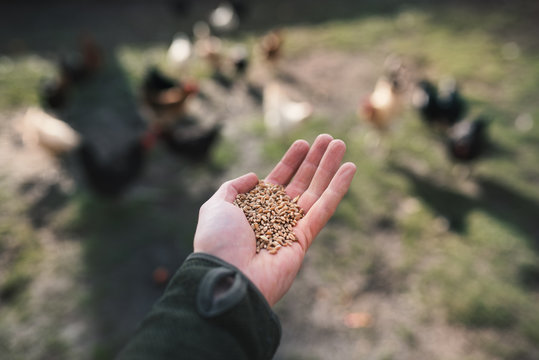 Young Farmer Feeding A Chicken. Small Sustainable Farm. Detail Of Hands With Feed For Poultry. Feeding Time.