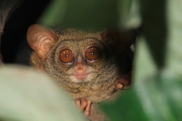 Tiny tarsier monkey