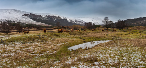 Scottish shaggy cow in a pasture, Highlands, Scotland