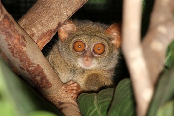 Tiny tarsier monkey