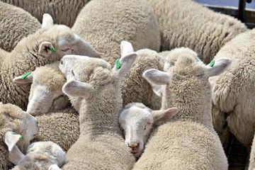 Tiertransport
