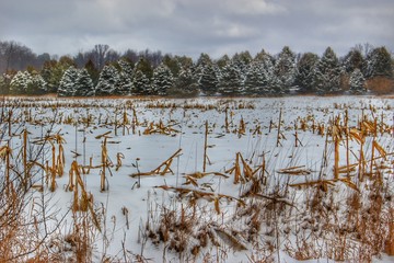 9025 - Winter Cornfield Pines (9025-TRE-020720-0128P)