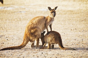 Känguru Mutter säugt Junges