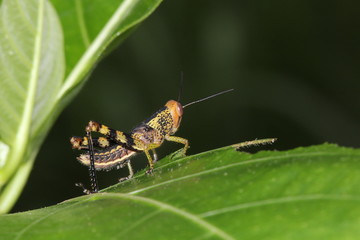 Tropical grasshopper