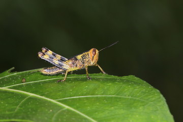 Tropical grasshopper
