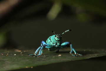Tropical beetle