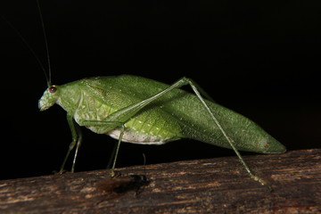 Tropical grasshopper
