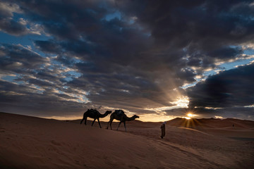 Fototapeta na wymiar Camel Silhouettes and Sunrise, Sahara