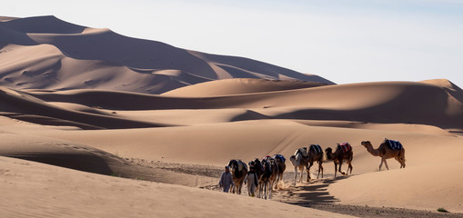 Camel Caravan in Sand Dunes, Sahara Desert, Morocco - obrazy, fototapety, plakaty