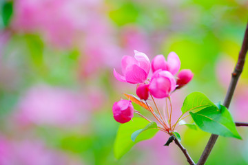 Soft pink crab apple flowers. Blurry background. The garden trees in full bloom. The beauty of the spring season.