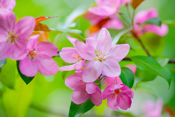 Soft pink crab apple flowers. Blurry background. The garden trees in full bloom. The beauty of the spring season.