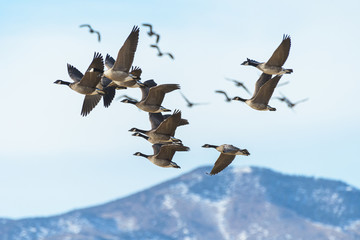 Common waterfowl of Colorado. Canada Geese in flight.