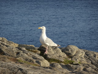 Fototapeta premium Mouette sur un rocher de Bretagne?
