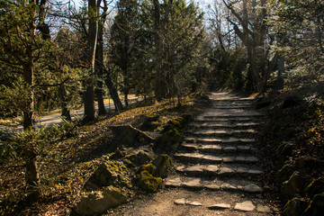 A stairway in the woods or forest. Natural environment. This photo includes light beam that coming from the sun beam in between trees' leaves.