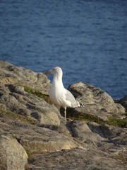 Obraz premium Mouette sur un rocher de Bretagne.