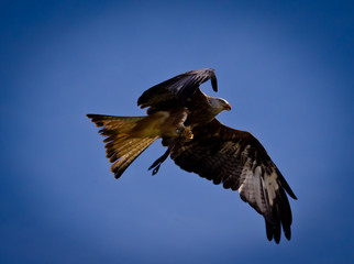 A white tailed eagle in the sky