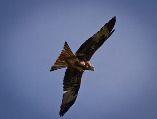 A white tailed eagle in the sky