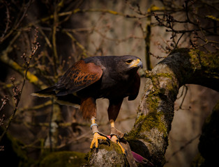 A white tailed eagle in the sky or as a portrait
