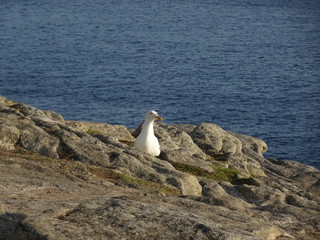 Mouette sur un rocher de Bretagne.