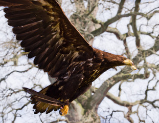 A proud golden eagle flying in the sky