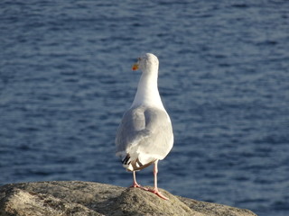 Obraz premium Mouette sur un rocher de Bretagne.