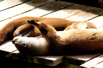 Sun Tanning Otter