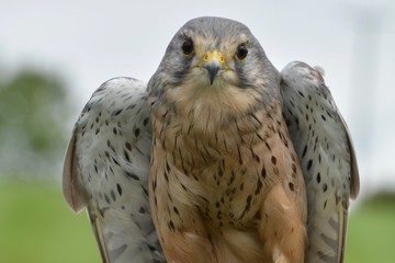Hak looking at camera