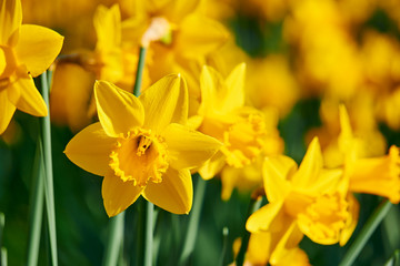 Yellow Daffodils on a green meadow on a sunny day