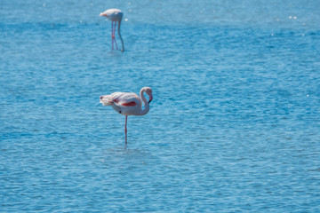 Flamingos in Kus Cenneti (Bird Paradise)