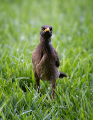 Myna Bird with Yellow Beak Staring at Camera in Green Grass