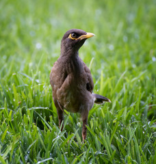 Close Up Myna Bird Standing in Green Grass in Hawaii