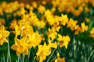 Yellow Daffodils on a green meadow on a sunny day