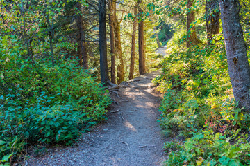 Obraz premium path in the forest