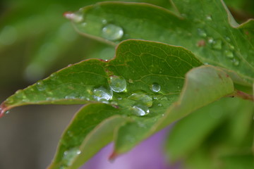 Close up of rain drops on a leaf.