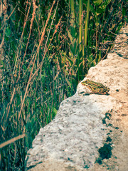 Little frog chilling in the sun