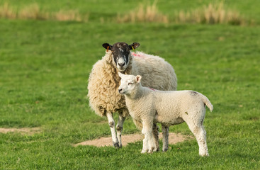 Obraz premium Sheep and lamb. Swaledale mule ewe with well grown lamb in Springtime. Yorkshire Dales, England. Horizontal. Space for copy