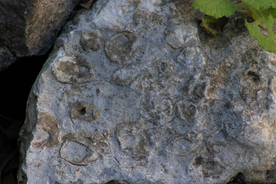 f&oacute;siles en roca marina en el cerro de las mitras