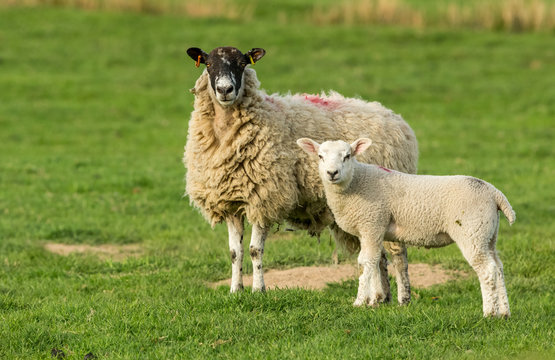 Sheep and lamb.  Swaledale mule ewe with well grown lamb in Springtime.  Lambing time in the Yorkshire Dales, England.  Horizontal.  Space for copy.