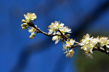 Blühender Schlehenzweig
