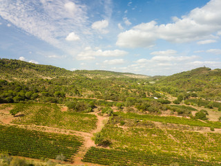 Fototapeta na wymiar Drone shot of vineyard
