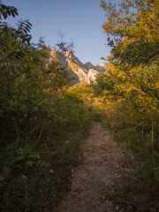 Fototapeta na wymiar sendero por el bosque al amanecer, rayos de sol iluminan el camino, bajo el cielo azul y montañas al fondo.