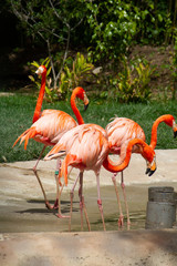 group of flamingos