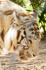 Siberian tiger close up