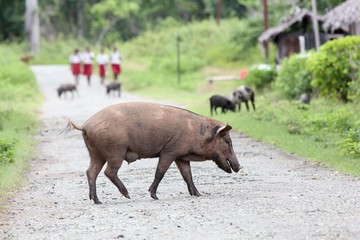 Domestic pig in a New Guinean village
