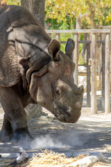 close up of rhino