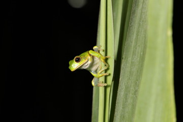 Tree Frog in New Guinea